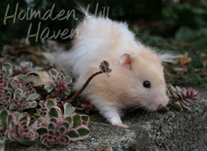 Jolly Cream Giant- Red Eyed Cream Banded Longhaired